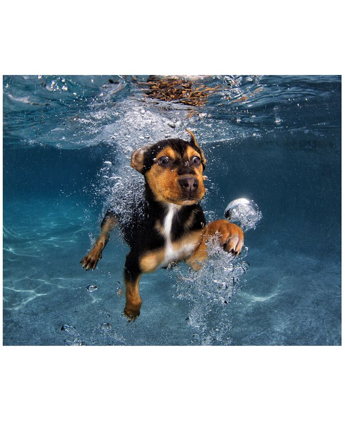 Empire Art Direct Doberman Pincher Frameless Free Floating Tempered Glass Panel Graphic Underwater Dog Wall Art 16 X 20 X 0 2 Reviews All Wall Decor Home Decor Macy S Shop allposters.com to find great deals on albert koetsier prints for sale!
