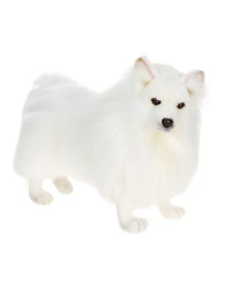 hansa pomeranian