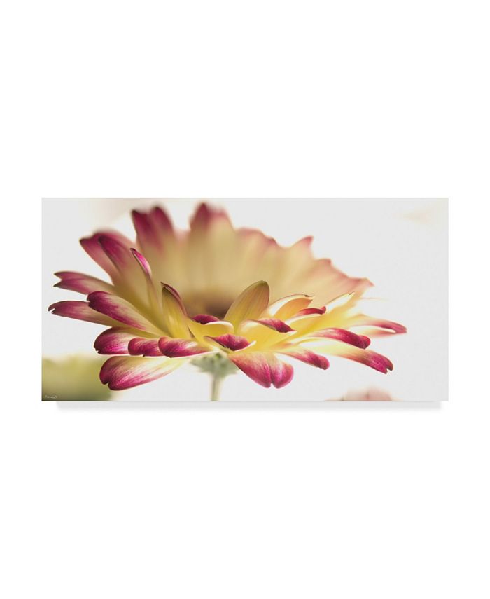 Trademark Global Gordon Semmens Gerbera Daisy Background Canvas Art 32 X 16 Reviews All Wall Decor Home Decor Macy S Add some personality to your home with wall art and canvases from homebase. macy s