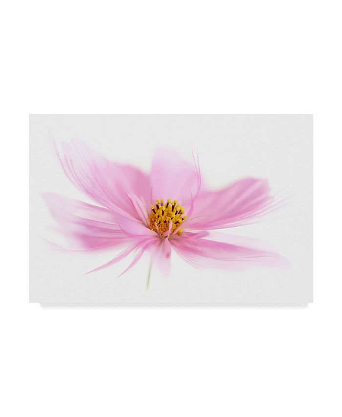 Trademark Global Cora Niele Dancing Flower Pink Cosmos Canvas Art 24 X 16 X 2 Reviews Wall Art Macy S Brand new printed canvas row of alliums wall art from debenhams. macy s